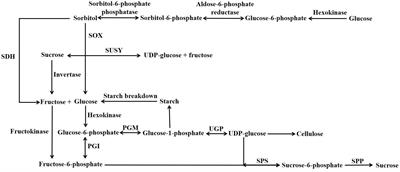 Non-structural Carbohydrate Metabolism in the Flesh of Stone Fruits of the Genus Prunus (Rosaceae) – A Review